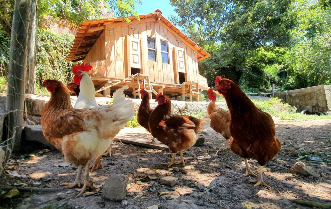 Verde Água Agroturismo e Agricultura Biológica Couto Exterior foto